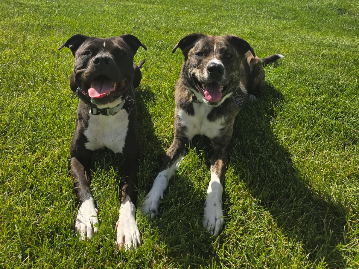 My two dogs at the park