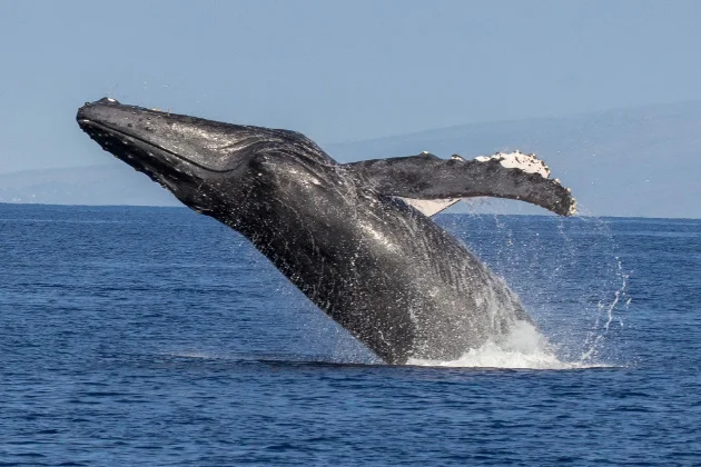Whale photo